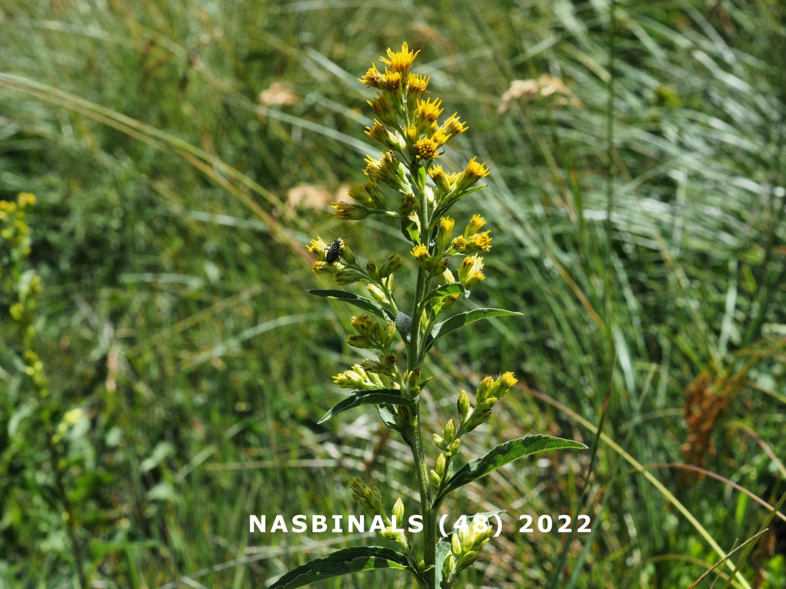 Ragwort, Broad-leaved